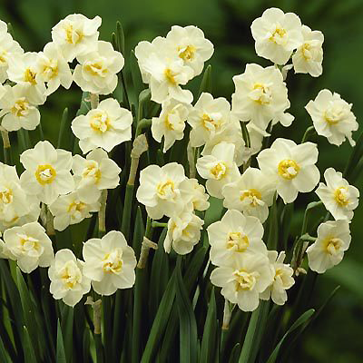 daffs